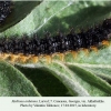 melitaea arduinna larva l7 akhaltsikhe 3
